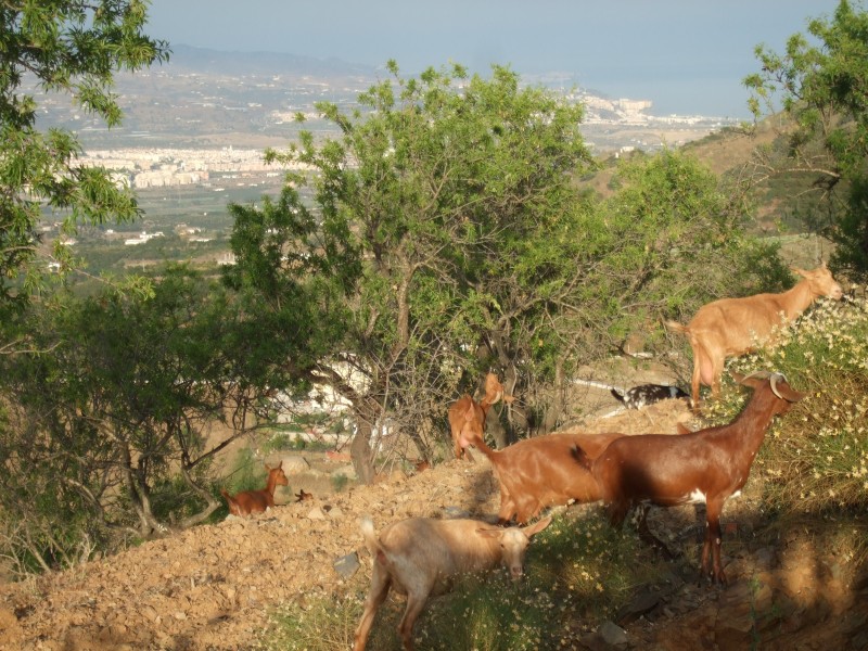 Anadalusien 2009 - 0599 